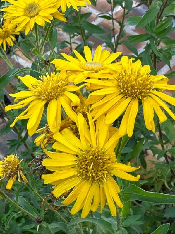 Aster 'Golden Sunshine', Astéracées, plante vivace, Pépinière Passion Vivaces, Grisy-Suisnes (77)