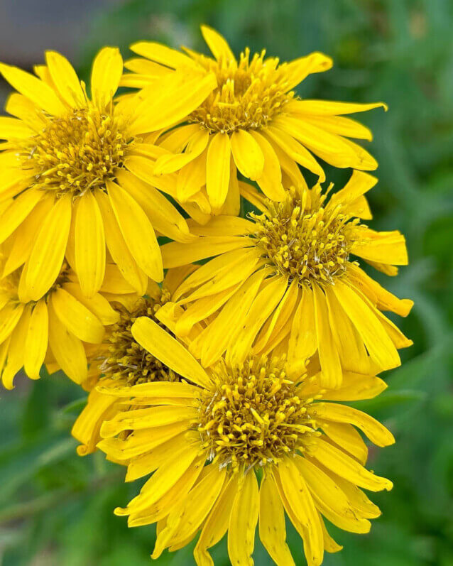 Aster 'Golden Sunshine', Astéracées, plante vivace, Pépinière Passion Vivaces, Grisy-Suisnes (77)