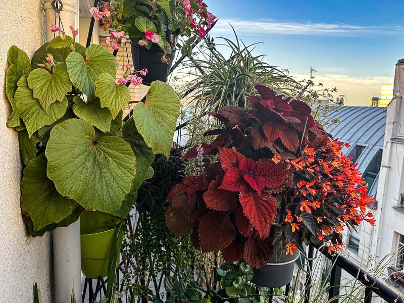 Potées de bégonias et de chlorophytum en début d'automne sur mon balcon parisien, Paris 19e (75)