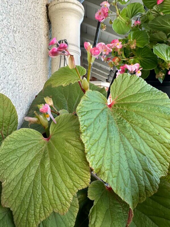 Begonia 'Torsa' en début d'automne sur mon balcon parisien, Paris 19e (75)