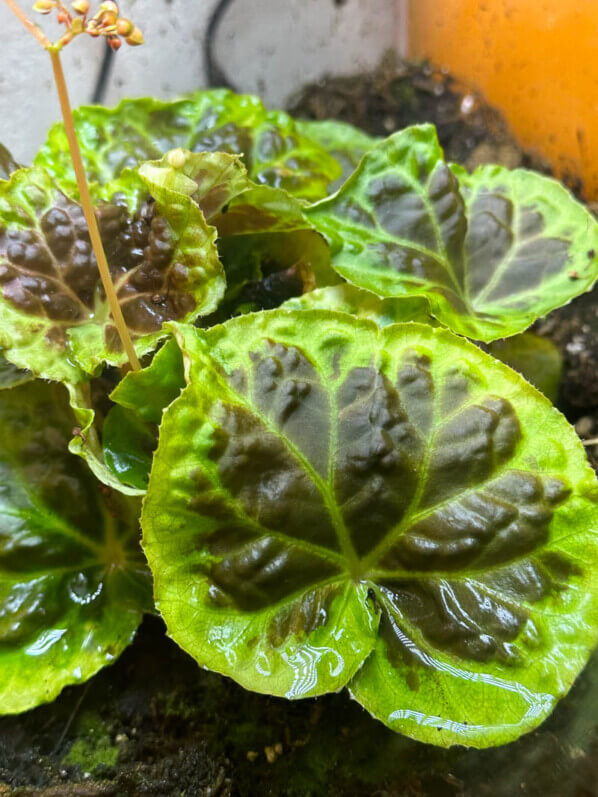 Begonia dongoranensis, Bégoniacées, plante d'intérieur, terrarium, Paris 19e (75)