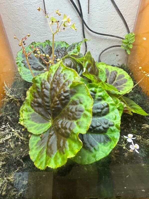 Begonia dongoranensis, Bégoniacées, plante d'intérieur, terrarium, Paris 19e (75)