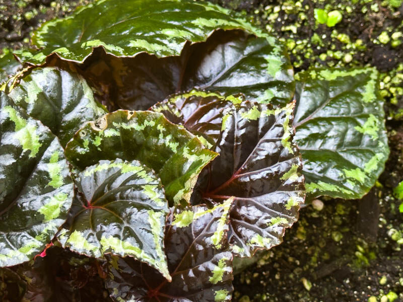 Begonia ignita, terrarium, plante d'intérieur, Paris 19e (75)