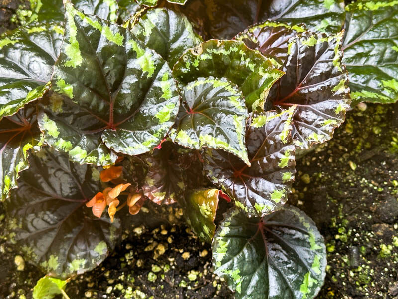 Begonia ignita, terrarium, plante d'intérieur, Paris 19e (75)