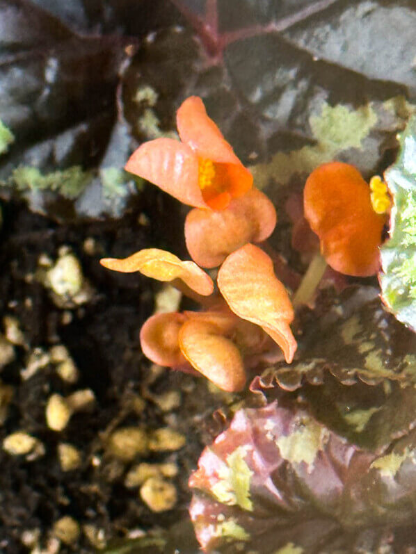 Begonia ignita, terrarium, plante d'intérieur, Paris 19e (75)