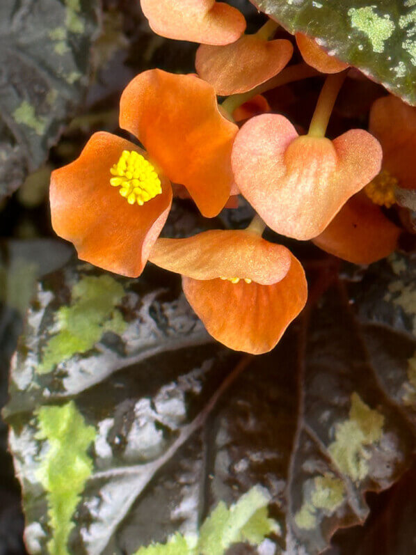Begonia ignita, Bégoniacées, plante d'intérieur, terrarium, Paris 19e (75)