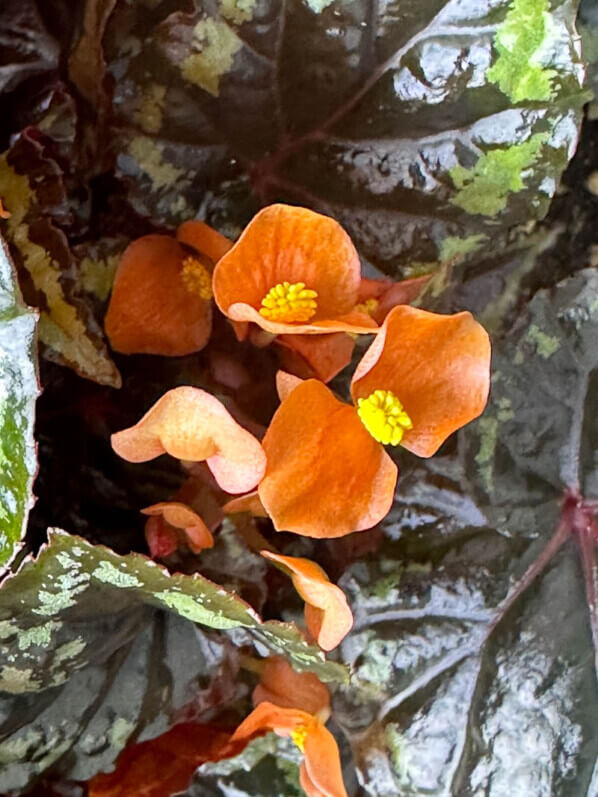 Begonia ignita, Bégoniacées, plante d'intérieur, terrarium, Paris 19e (75)