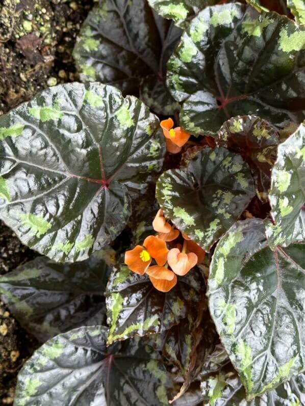 Begonia ignita, Bégoniacées, plante d'intérieur, terrarium, Paris 19e (75)