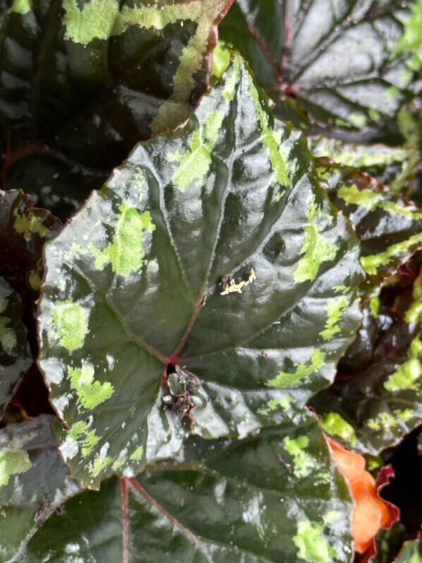 Begonia ignita, Bégoniacées, plante d'intérieur, terrarium, Paris 19e (75)