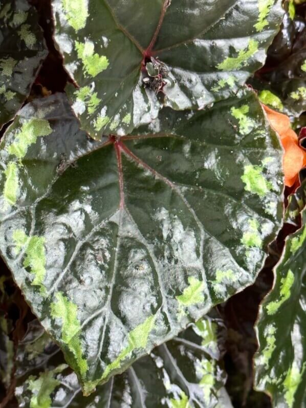 Begonia ignita, Bégoniacées, plante d'intérieur, terrarium, Paris 19e (75)