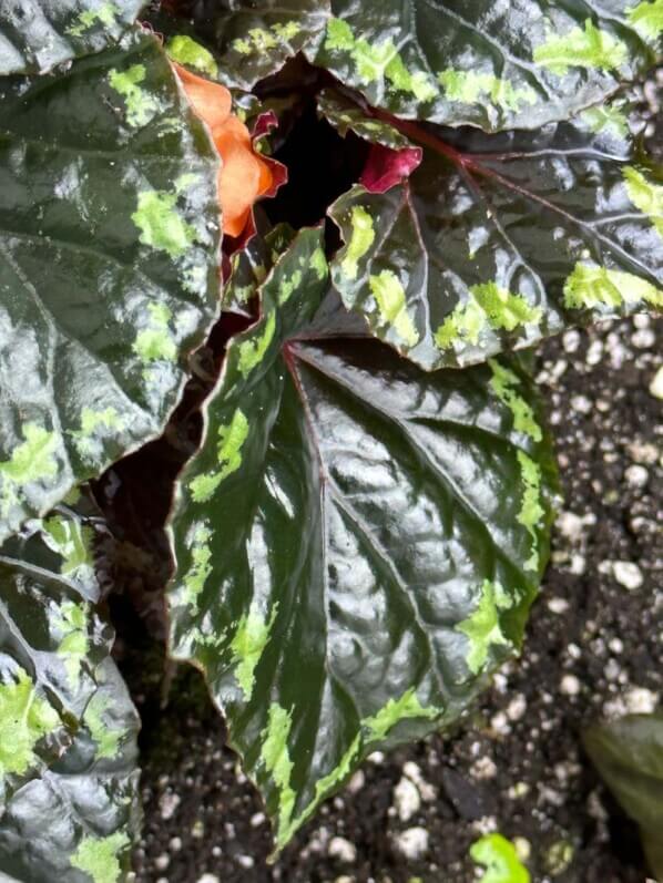 Begonia ignita, Bégoniacées, plante d'intérieur, terrarium, Paris 19e (75)