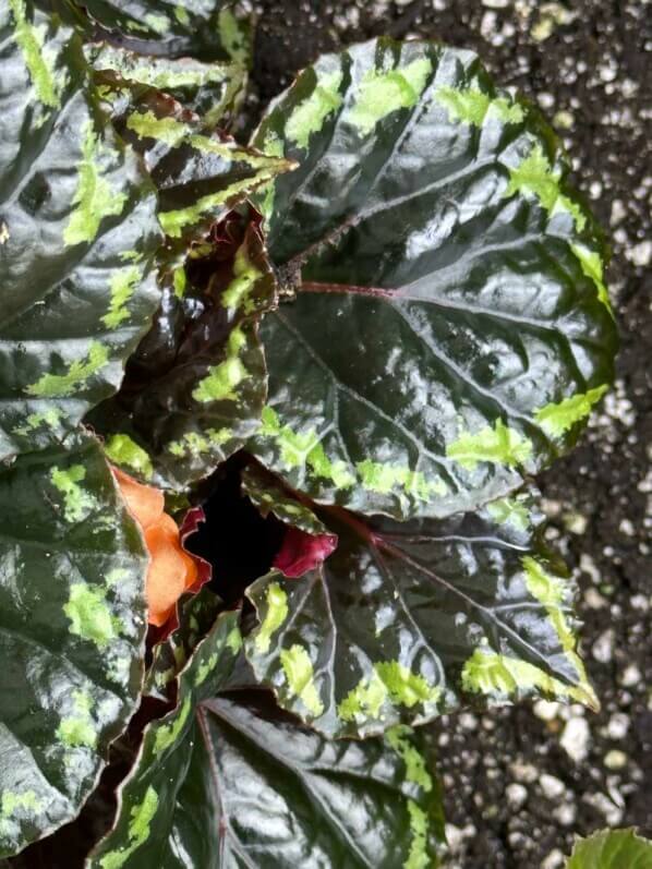 Begonia ignita, Bégoniacées, plante d'intérieur, terrarium, Paris 19e (75)
