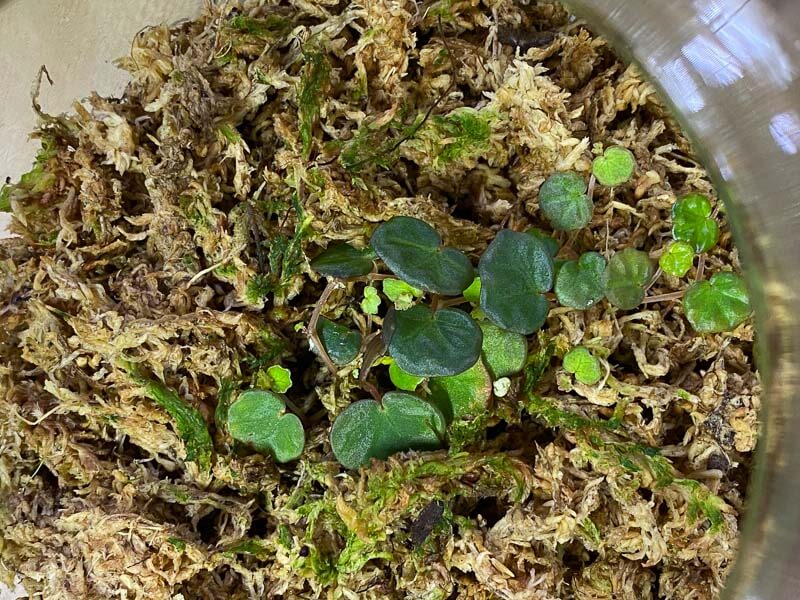 Begonia lichenora, Bégoniacées, plante d'intérieur, terrarium, Paris 19e (75)