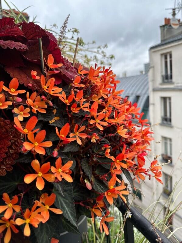 Potée fleurie de bégonia tubéreux en début d'automne sur mon balcon parisien, Paris 19e (75)