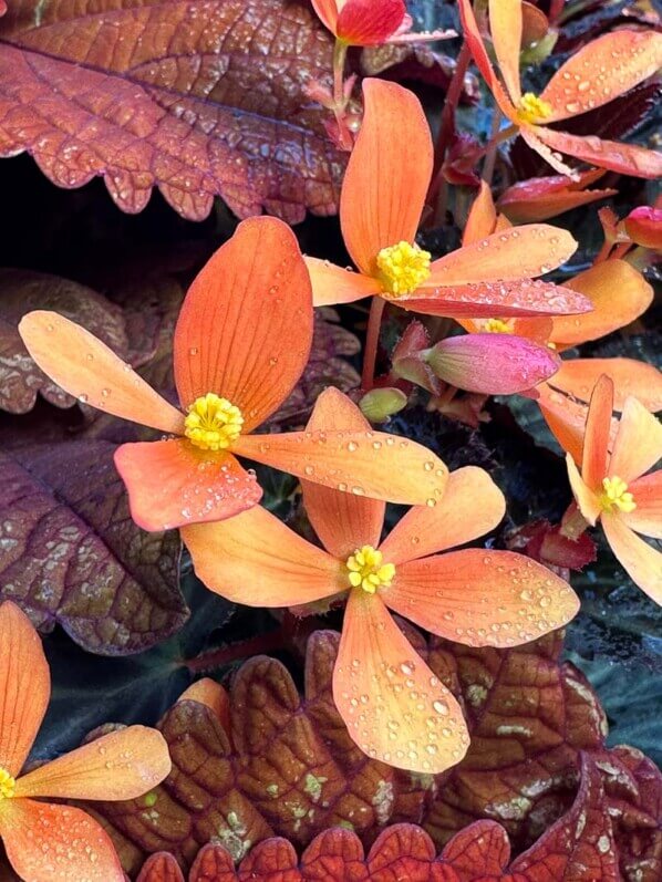 Bégonia tubéreux en début d'automne sur mon balcon parisien, Paris 19e (75)