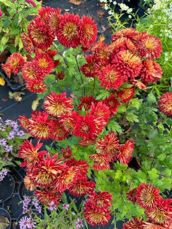 Chrysanthemum Brennpunkt, Astéracées, Pépinière Passion Vivaces, Grisy-Suisnes (77)