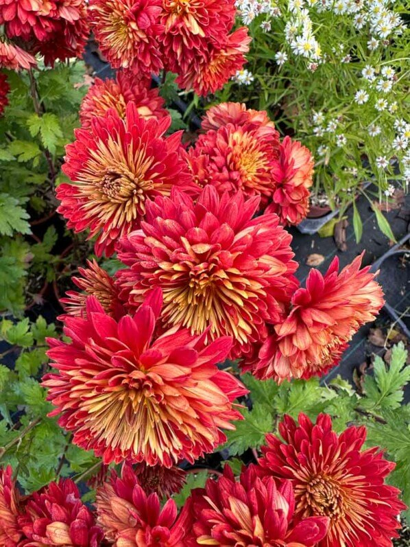 Chrysanthemum Brennpunkt, Astéracées, Pépinière Passion Vivaces, Grisy-Suisnes (77)