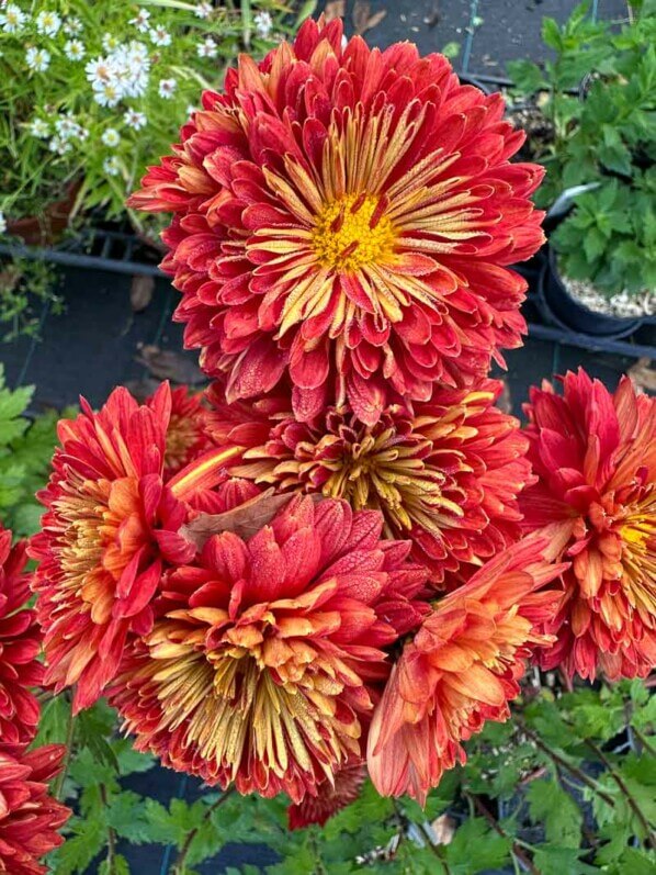 Chrysanthemum Brennpunkt, Astéracées, Pépinière Passion Vivaces, Grisy-Suisnes (77)