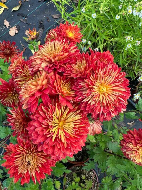 Chrysanthemum Brennpunkt, Astéracées, Pépinière Passion Vivaces, Grisy-Suisnes (77)