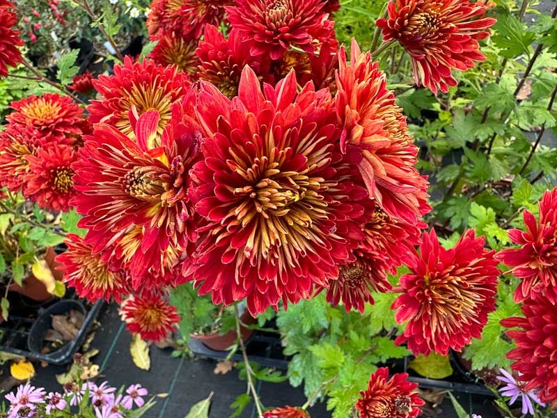 Chrysanthemum Brennpunkt, Astéracées, Pépinière Passion Vivaces, Grisy-Suisnes (77)