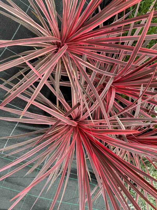 Cordyline australis 'Charlie Boy', pépinière Le Châtel des Vivaces, Fête des plantes automne, Domaine de Saint-Jean de Beauregard