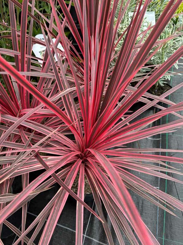 Lire la suite à propos de l’article Cordyline australis ‘Charlie Boy’, un feuillage qui se remarque !