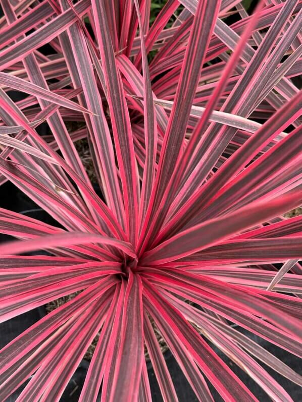 Cordyline australis 'Charlie Boy', pépinière Le Châtel des Vivaces, Fête des plantes automne, Domaine de Saint-Jean de Beauregard