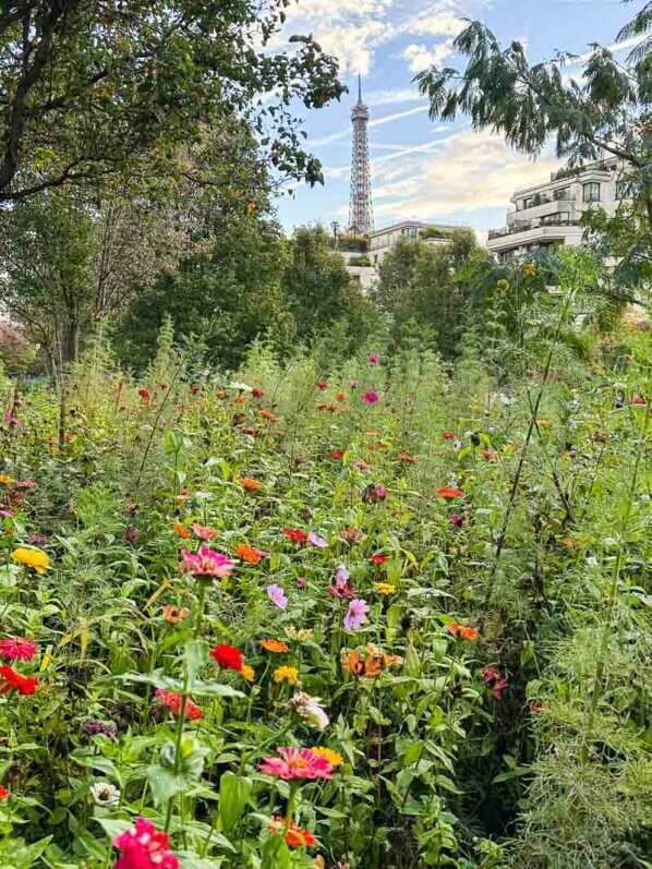 Prairie fleurie avec des zinnias en automne dans le parc de Passy, Paris 16e (75)