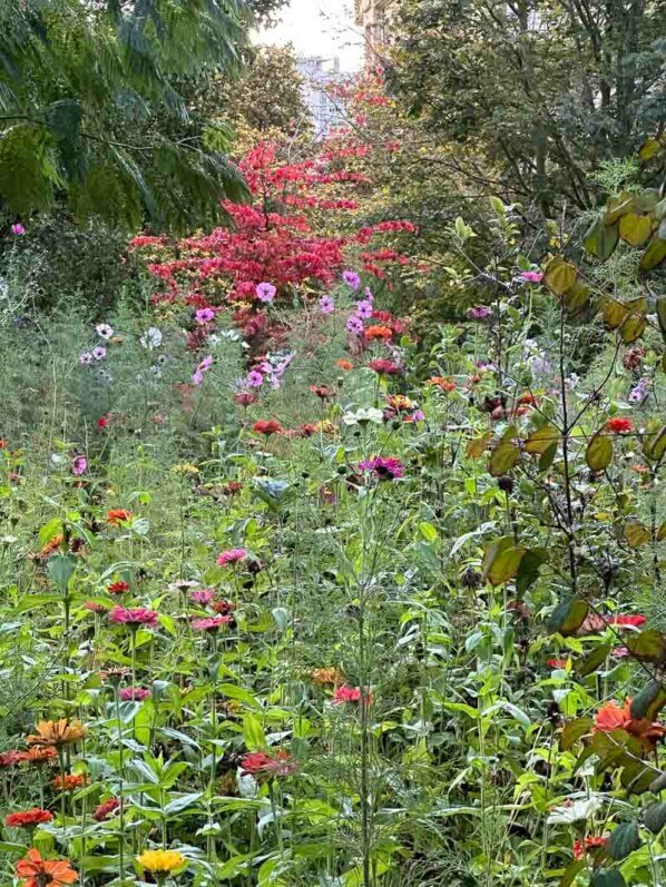 Prairie fleurie avec des zinnias et cosmos en automne dans le parc de Passy, Paris 16e (75)