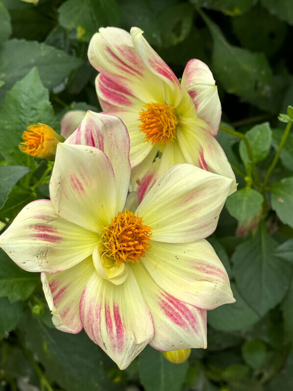 Dahlia 'Angers Supernature', Ernest Turc, en automne dans le Parc Floral de Paris, Paris 12e (75)