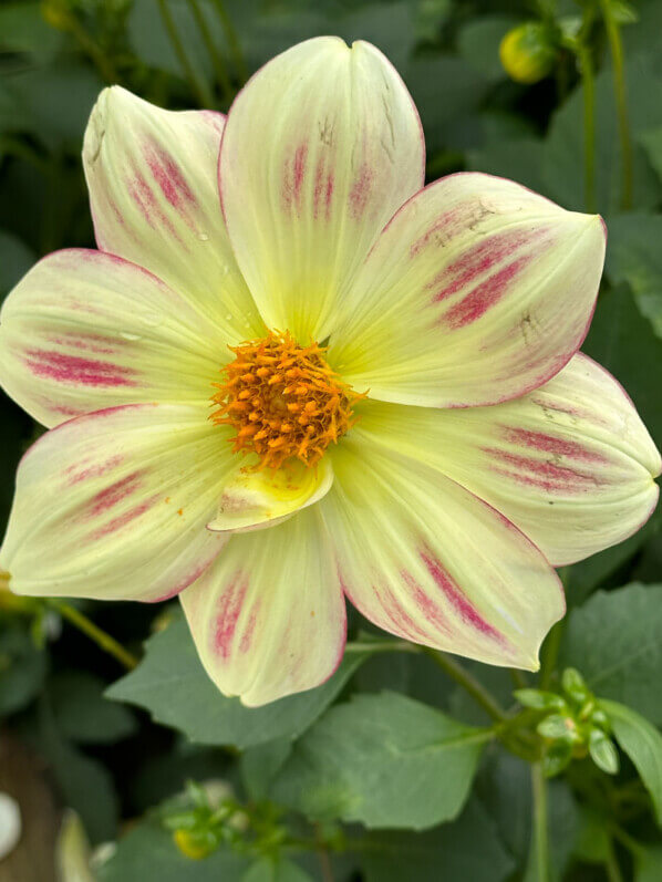 Dahlia 'Angers Supernature', Ernest Turc, en automne dans le Parc Floral de Paris, Paris 12e (75)