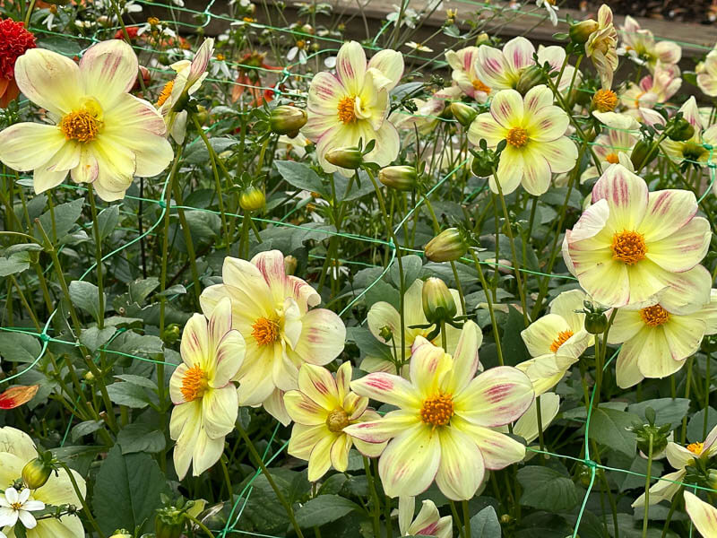 Dahlia 'Angers Supernature', Ernest Turc, en automne dans le Parc Floral de Paris, Paris 12e (75)