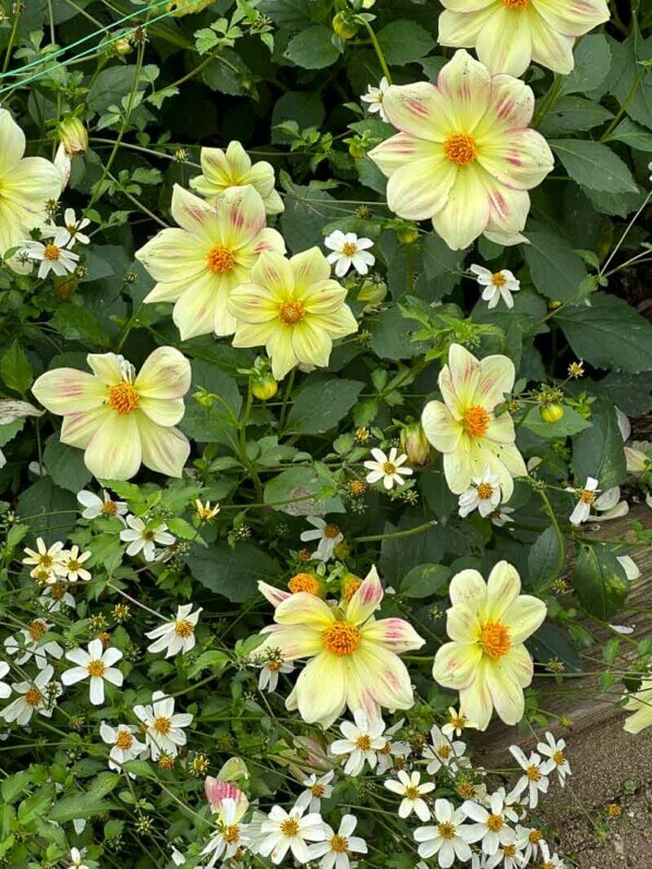 Dahlia 'Angers Supernature', Ernest Turc, en automne dans le Parc Floral de Paris, Paris 12e (75)