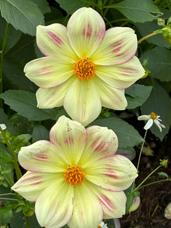 Dahlia 'Angers Supernature', Ernest Turc, en automne dans le Parc Floral de Paris, Paris 12e (75)