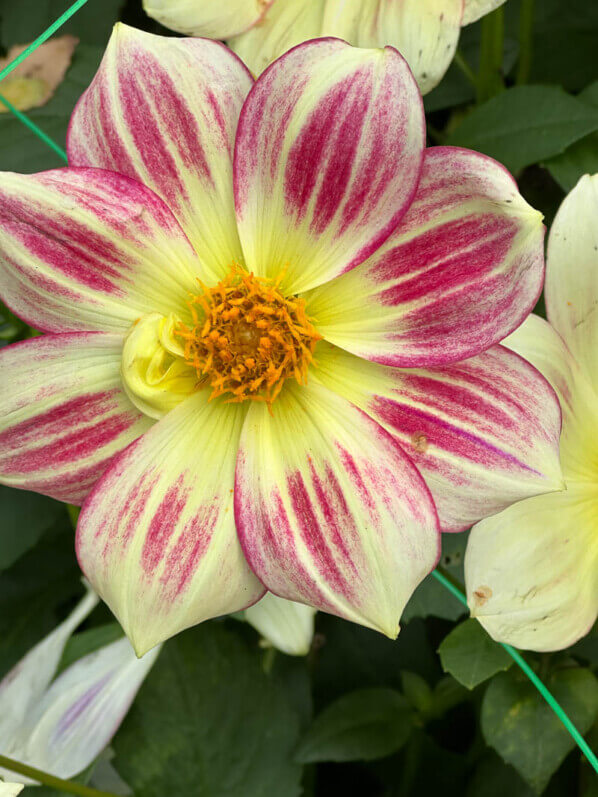 Dahlia 'Angers Supernature', Ernest Turc, en automne dans le Parc Floral de Paris, Paris 12e (75)