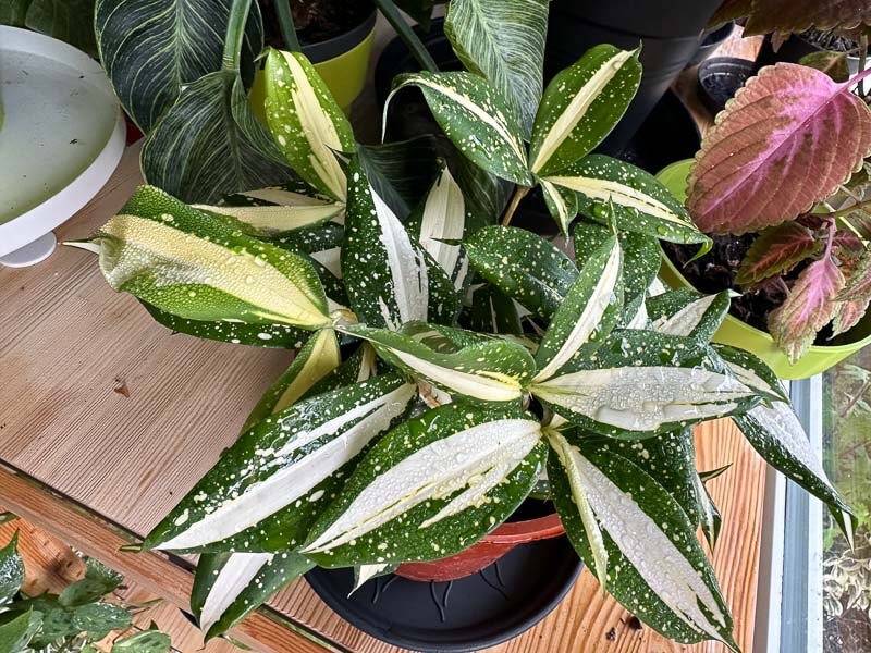 Lire la suite à propos de l’article Dracaena surculosa ‘Milky Way’, un rêve qui se concrétise