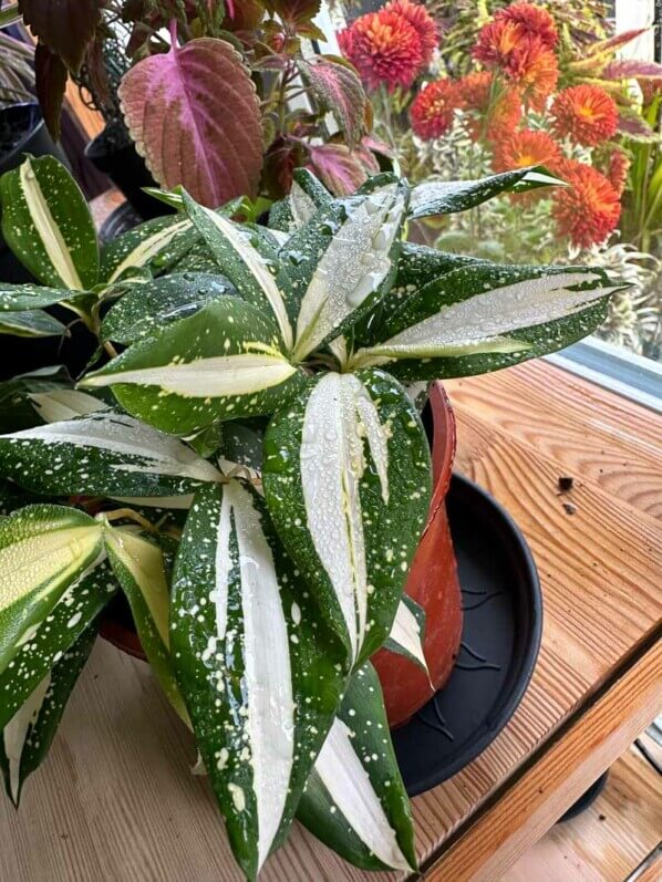 Dracaena surculosa 'Milky Way', plante d'intérieur, Paris 19e (75)