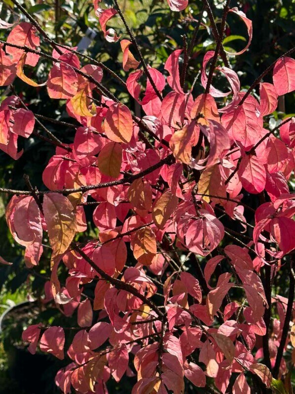 Fusain verruqueux, Euonymus verrucosus, Journées des Plantes, Chantilly (60)