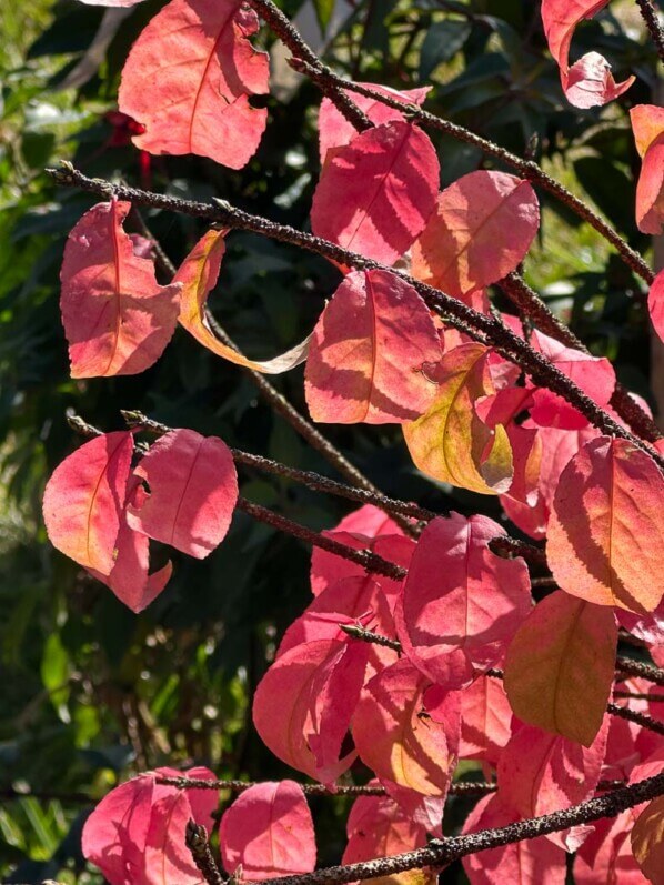 Fusain verruqueux, Euonymus verrucosus, Journées des Plantes, Chantilly (60)