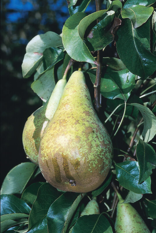 Excellence Végétale - Arbres fruitiers Label Rouge
