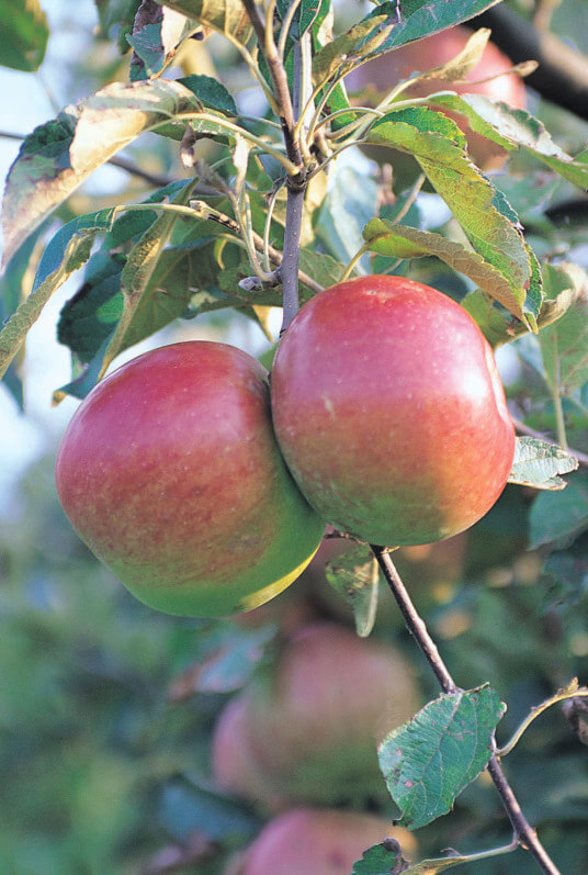 Excellence Végétale - Arbres fruitiers Label Rouge