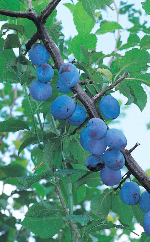 Excellence Végétale - Arbres fruitiers Label Rouge