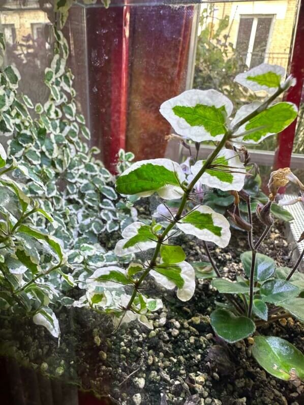 Ficus pumila 'White Sunny', plante d'intérieur, terrarium, Paris 19e (75)