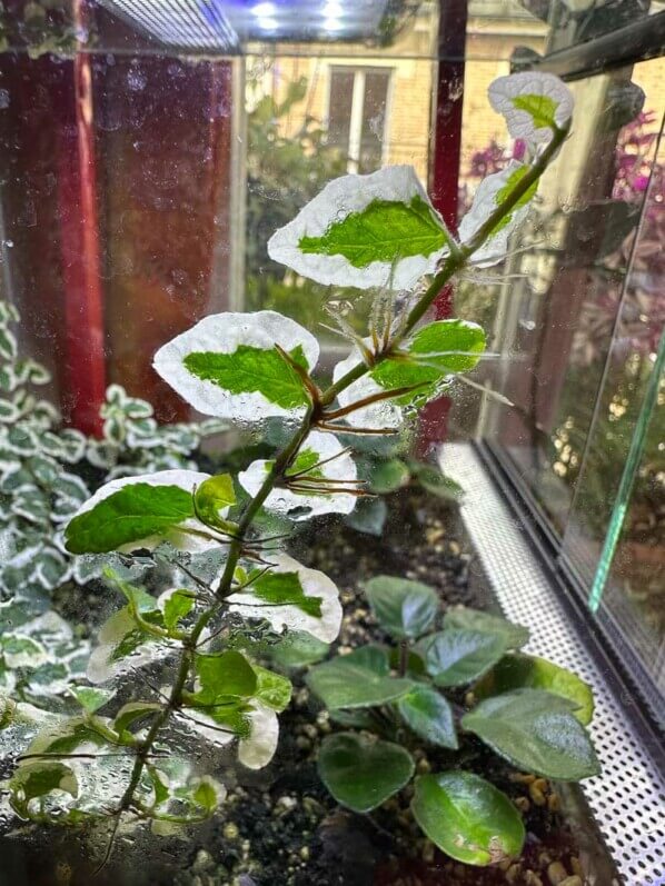 Ficus pumila 'White Sunny', plante d'intérieur, terrarium, Paris 19e (75)