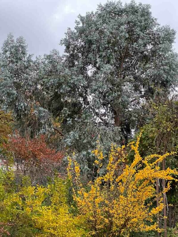 Grenadier et eucalyptus en automne dans le Jardin du port de l'Arsenal, Paris 12e (75)