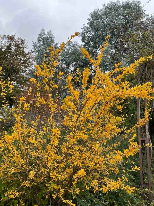 Grenadier et eucalyptus en automne dans le Jardin du port de l'Arsenal, Paris 12e (75)