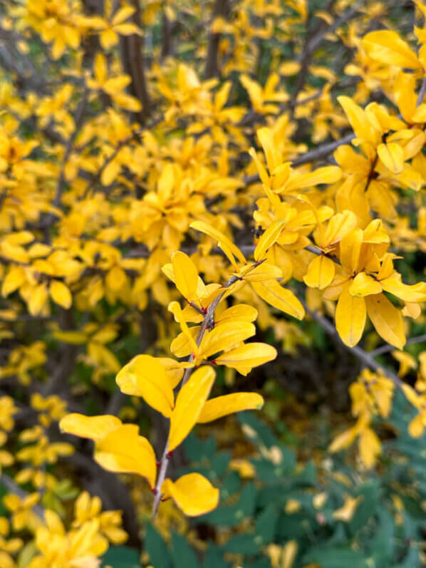 Feuillage jaune d'or d'un grenadier en automne dans le Jardin du port de l'Arsenal, Paris 12e (75)