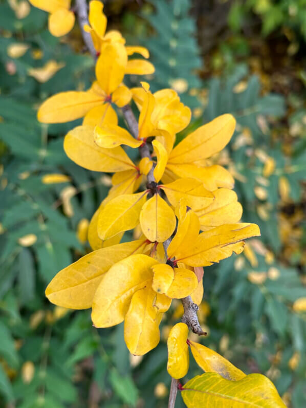 Feuillage jaune d'or d'un grenadier en automne dans le Jardin du port de l'Arsenal, Paris 12e (75), 15 octobre 2022, photo Alain Delavie