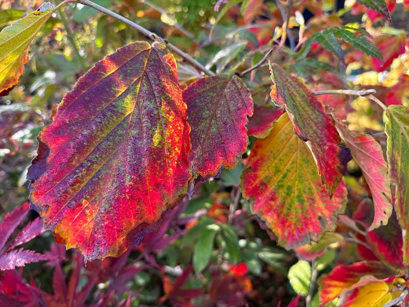 Hamamélis 'Diane', Journées des Plantes, Chantilly (60)