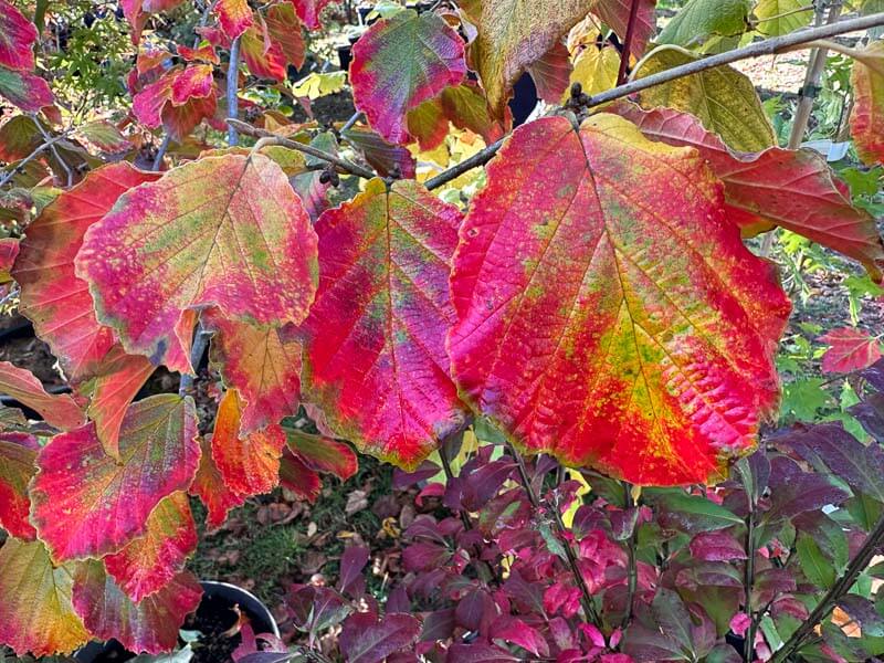 Hamamélis 'Diane', Journées des Plantes, Chantilly (60)